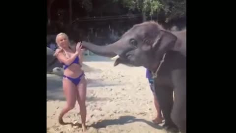 Baby Elephant Playing with a Beautiful Lady