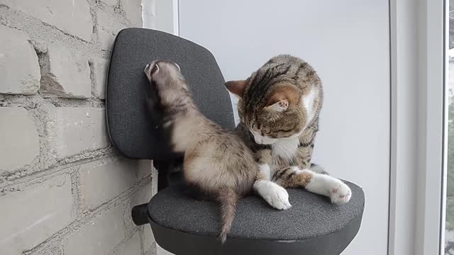 Ferret and cat are the best of friends