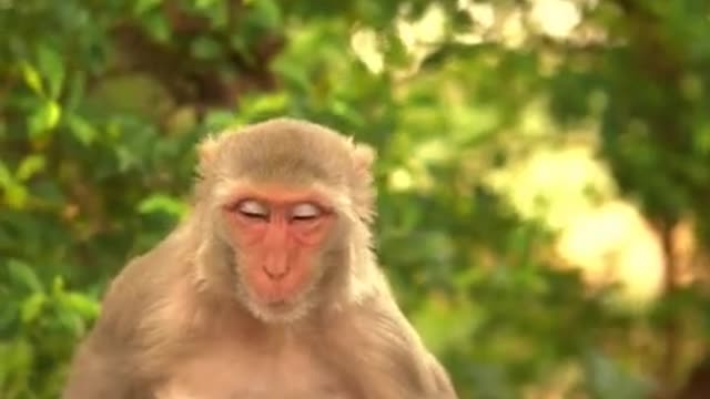 Mother and Infant Primates