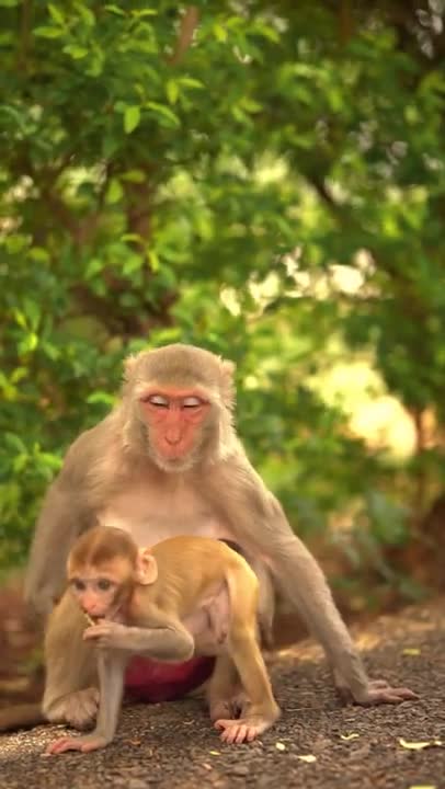 Mother and Infant Primates