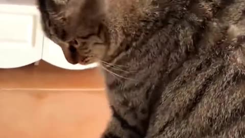 Funny cat video