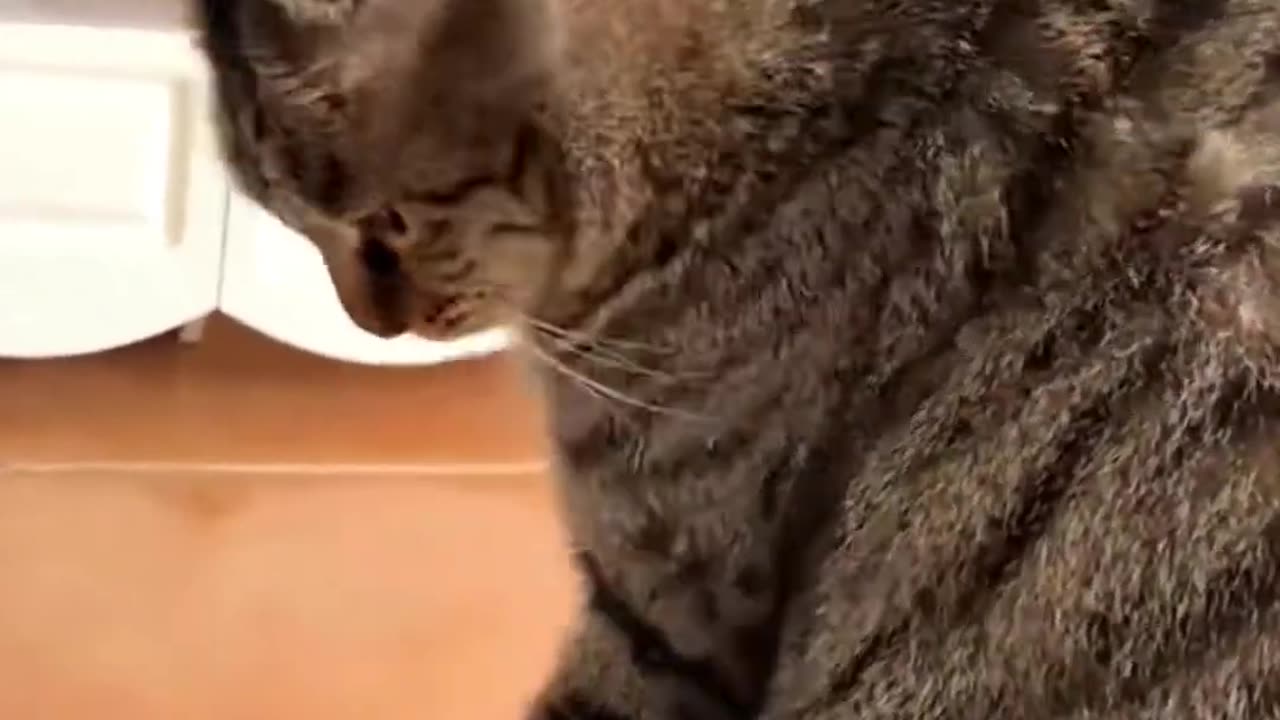 Funny cat video