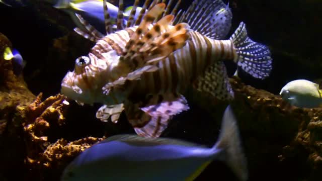 colorful Lionfish