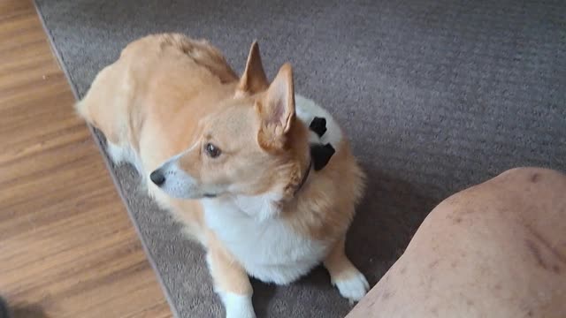 Hangin with a corgi