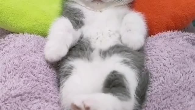 Cute Cat | funny cats | funny animals | cat videos | simple sleeping cat drawing |#rumble