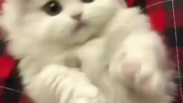 . cat ever 🐼 Watch more animals