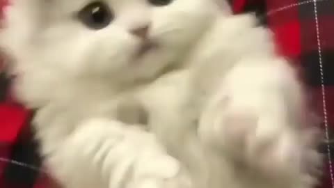 . cat ever 🐼 Watch more animals