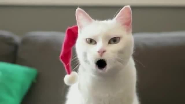 comedy central funny cat videos