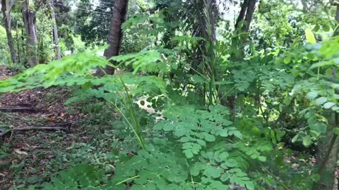 Moringa plant health benefits