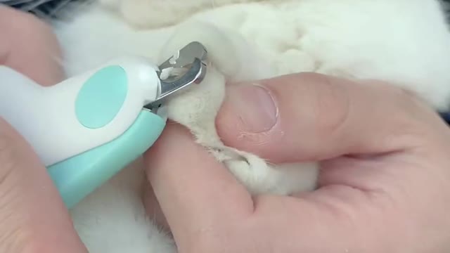 Your Lovely Cat 😻 Make you feel Happy