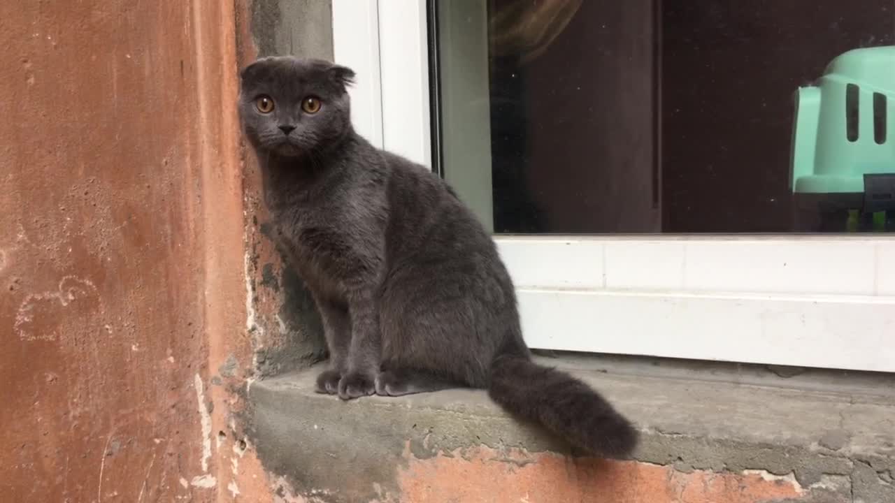 funny cat on the window