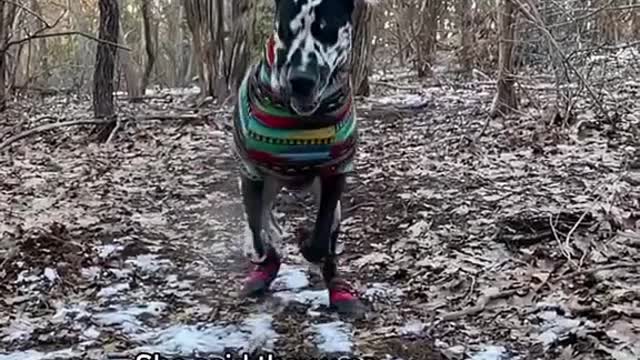 THE GREAT DANE Dog Video 220 - Great Dane Compilation - Tallest Dog in The World