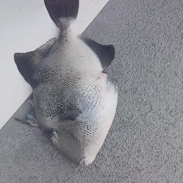Giant trigger fish