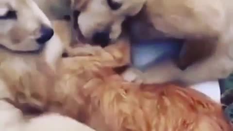 Precious puppies lovingly gives kisse to kitten best friend