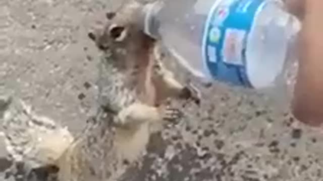 Cute squirrel asks for a drink of water and is served :)