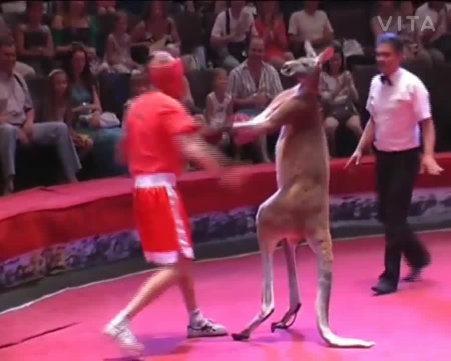 Man and kangaroo fight