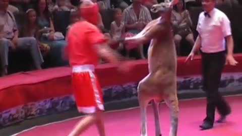 Man and kangaroo fight