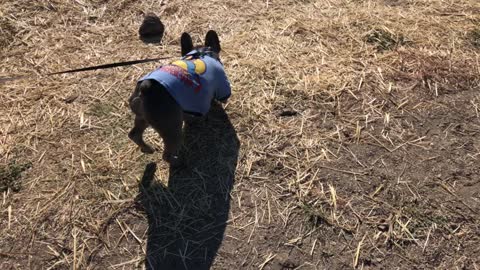 Bruno at the barn.