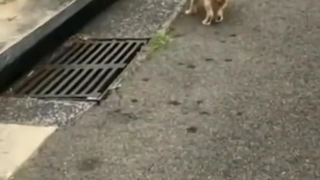 Very cute cat daily life, happy puppy time