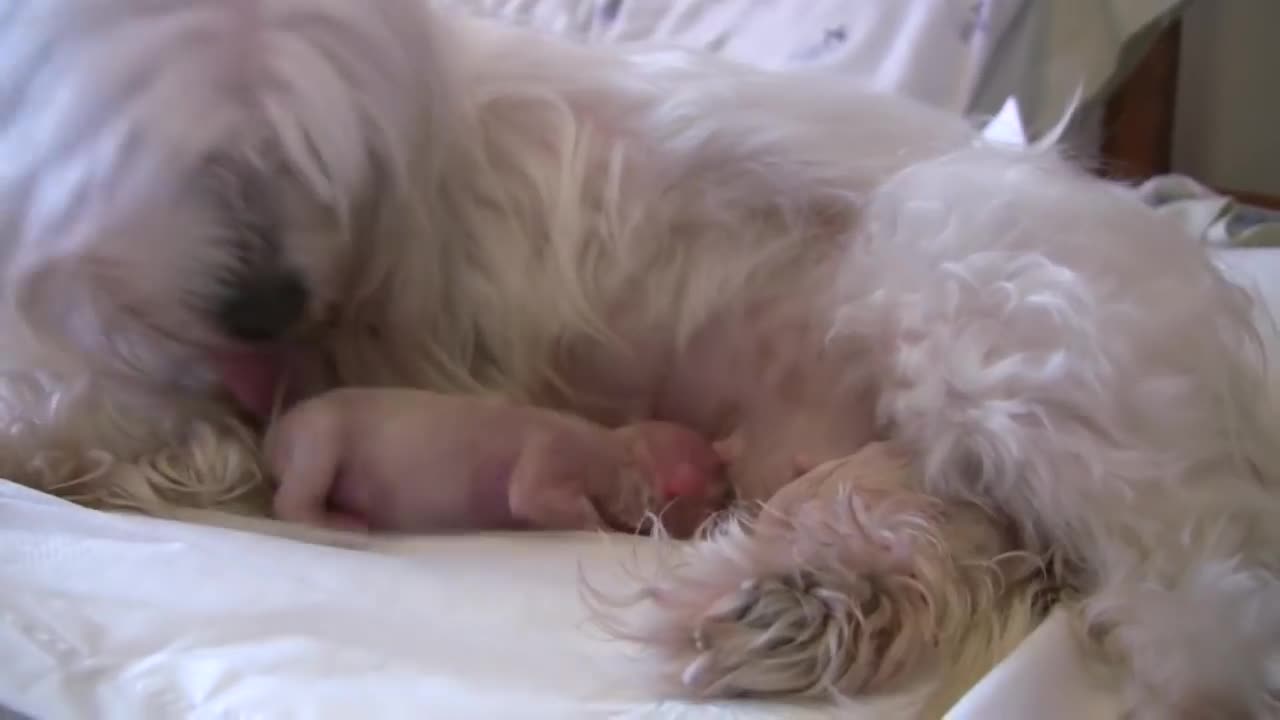 Maltese puppies