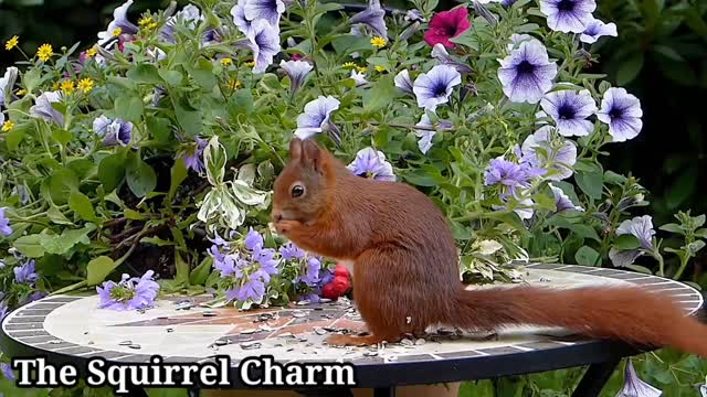 The Squirrel Charm