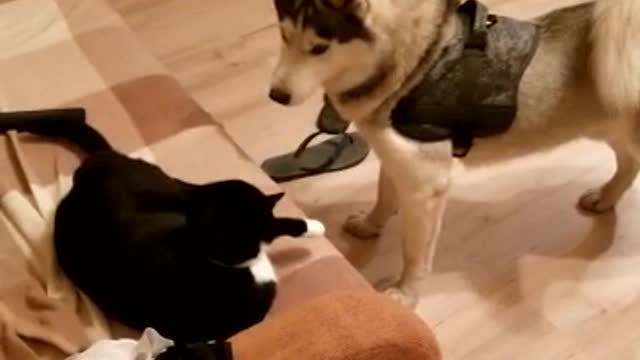 Husky flirts with a cat