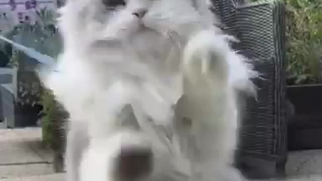 Funny and Cute Cat Videos #321