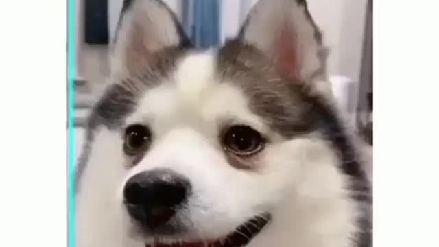 funny dogs vines - 🤣 funniest 🐶 dogs and 😻 cats - awesome funny pet animals videos 😇 #