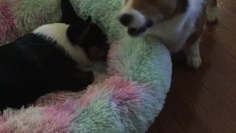 Snarling corgis