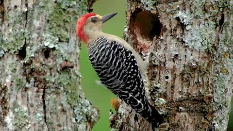 Breathtaking Colorful Birds of the Rainforest2 Part.EbcimY