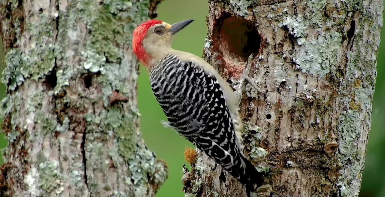 Breathtaking Colorful Birds of the Rainforest2 Part.EbcimY