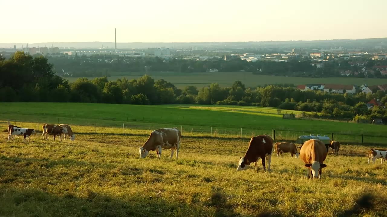 Fake Monsanto Commercial #parody #animals #funny #comedy