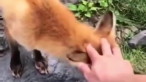 😻😻Best Funny Animal Videos of the year 🐶 funniest animals ever 🐕🐱