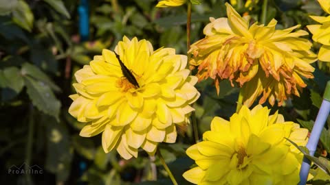 In the afternoon sunshine, butterflies dance on flowers;