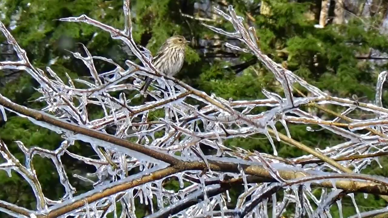 Pine Siskin