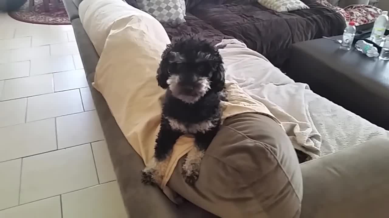 Excited dog squiggles when he's excited