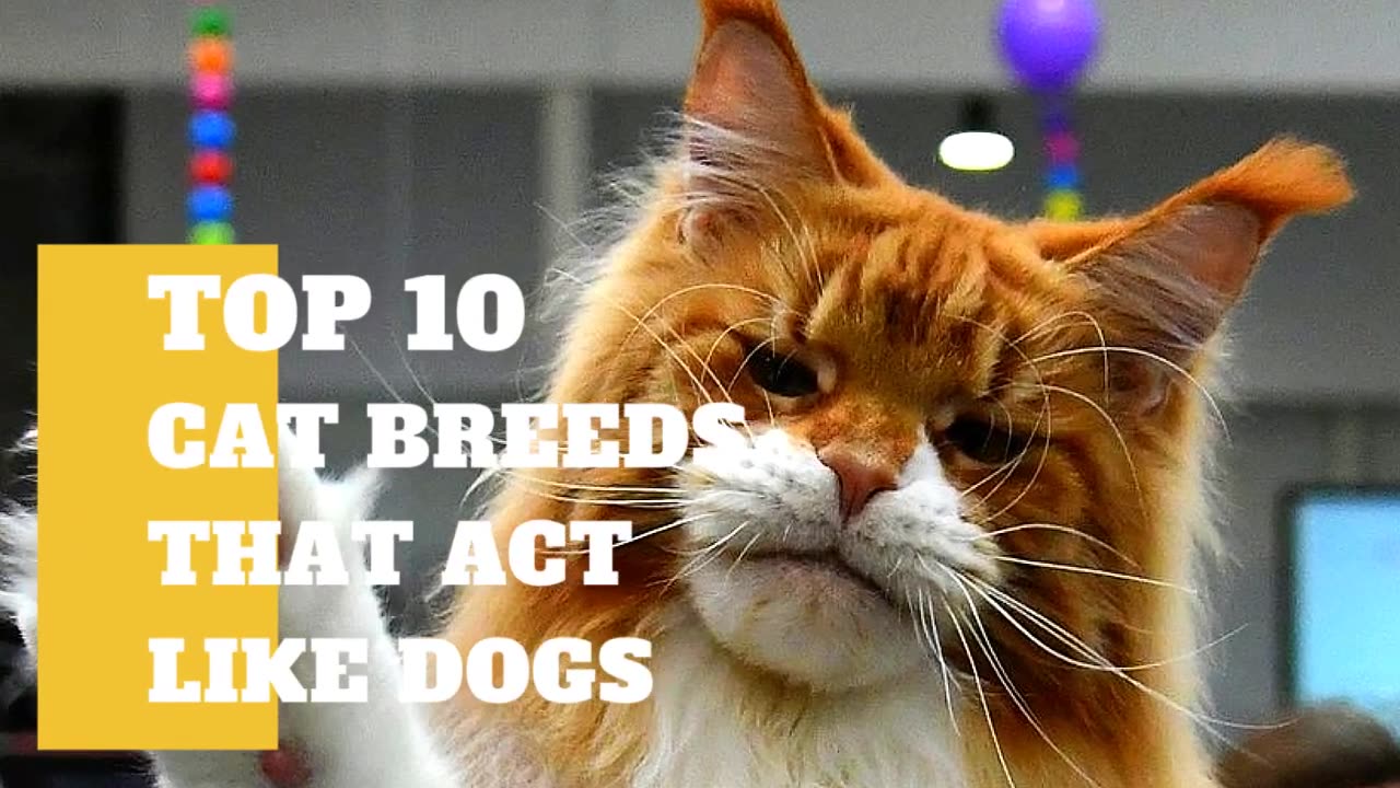 Cats 101 - Top 10 Cat Breeds that Act like Dogs