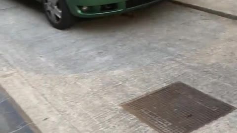 PERRO jugando con CONEJO (Se hace el muerto)