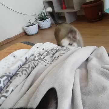 Husky Max plays with cat