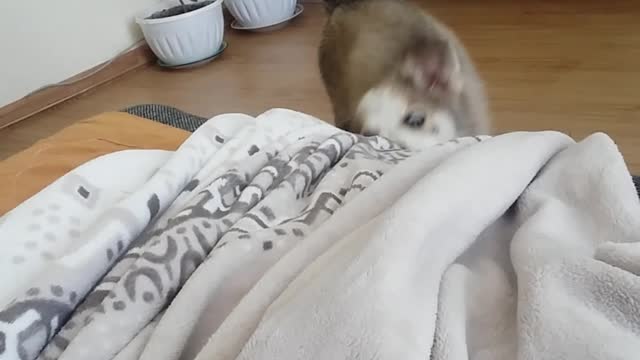 Husky Max plays with cat