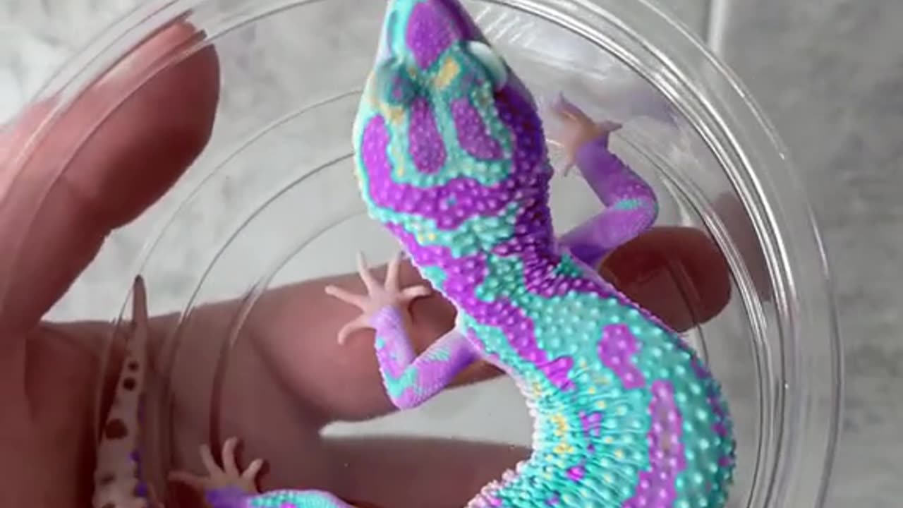 Colorful gecko