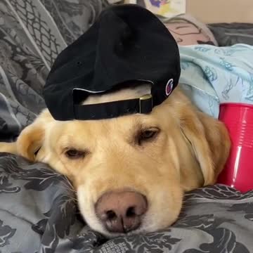 Frat Dozer went to hard 😂❤️