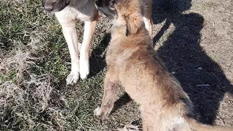 Mom and her small dog are playing!