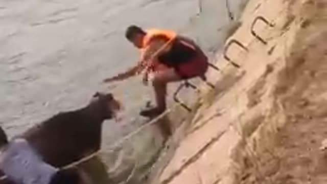 Animal Rescued from Flooded RIver (Cow)