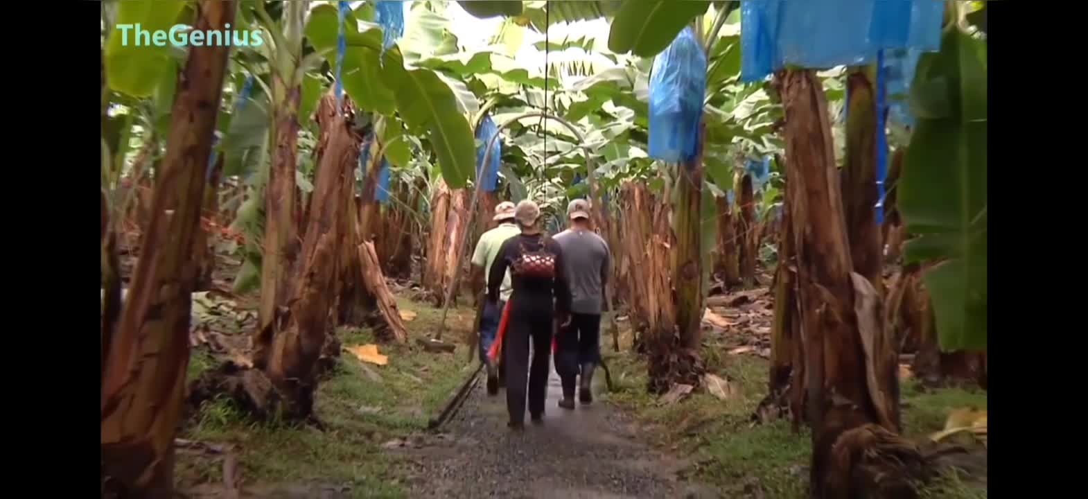 How To Banana Harvesting Cableway - Banana Processing in factory -provid by aqeel Banana Fart