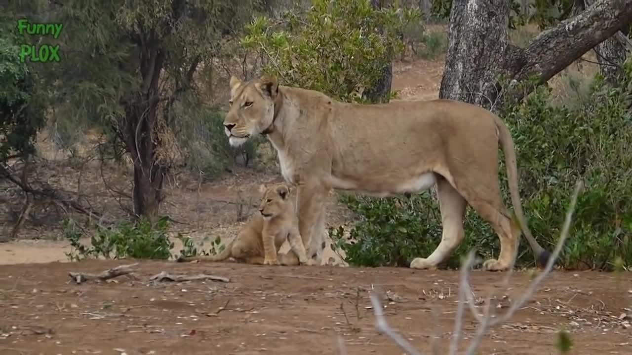 Funny Cute Baby Tiger and Lion Videos