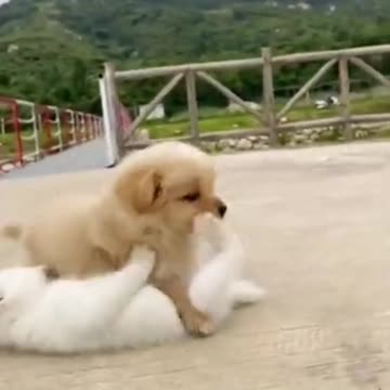 Cute cat and puppy fight