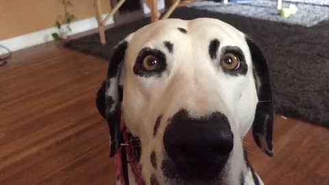 Beautiful Dalmatian licking her chops in slow motion