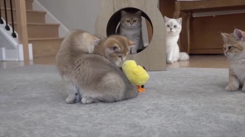 Cute kitten playing with a little chicken