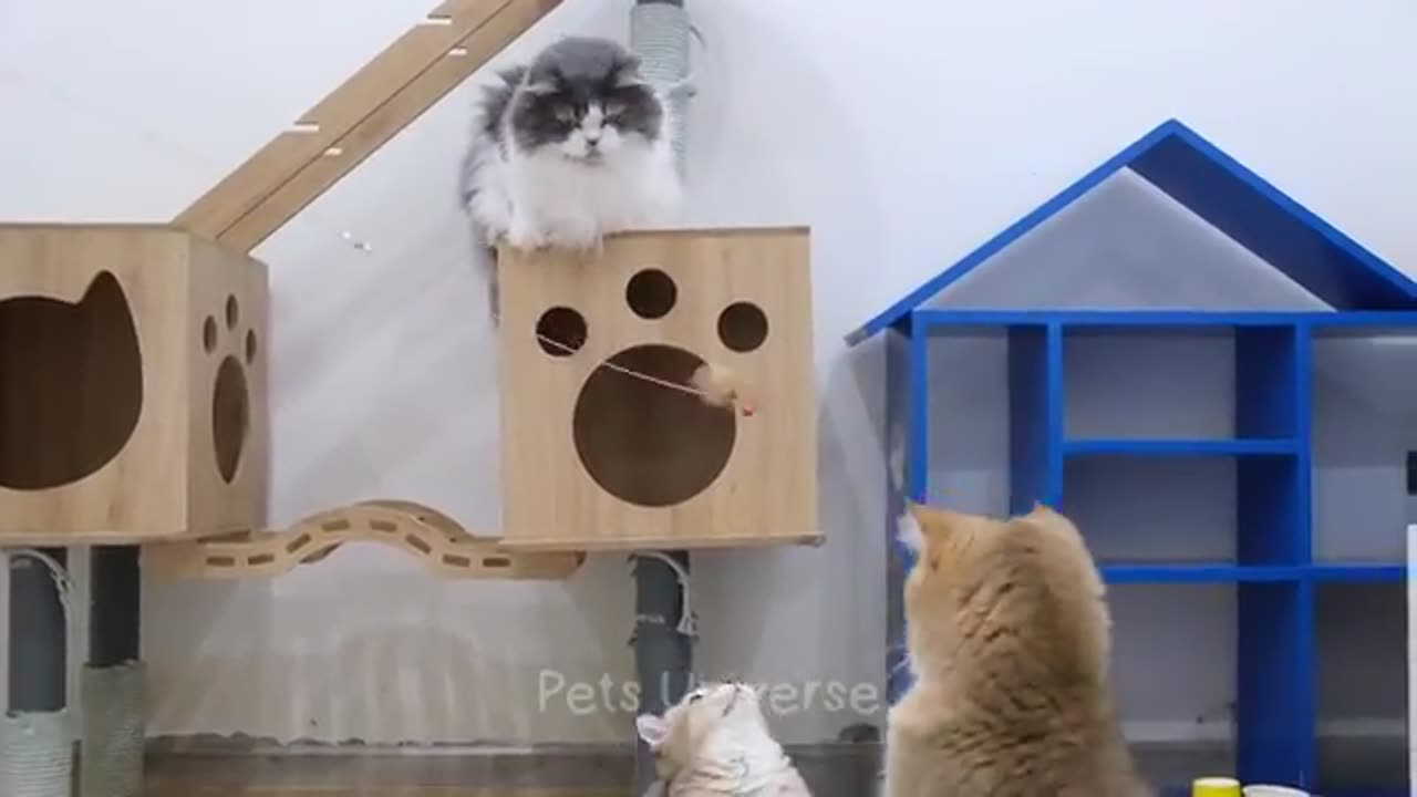 Cats And Dogs